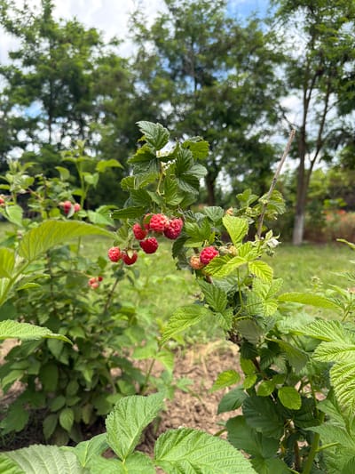 The image shows a close-up view of a raspberry bush with ripe red berries and green leaves. The bush is in focus, with a blurred background of trees and a grassy area, suggesting an outdoor setting. The sky is visible, with some clouds. The ground appears to be soil, indicating a garden or natural environment. There are no people or animals visible in the image. The scene is static and captures a moment in time, showcasing the growth of the raspberry plant.