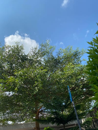 The image, taken in Gambut Barat, Indonesia, shows a view looking up at a large tree with dense green foliage against a bright blue sky with scattered white clouds. The tree's branches fill a significant portion of the frame. To the right, the leaves of another, closer tree are visible, also vibrant green. In the lower right quadrant, a dark pole extends upwards, topped with a bright blue object, possibly a flag or part of a sign. In the background, below the tree, a light-colored metal fence or wall runs horizontally across the lower part of the image.