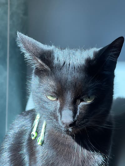 The image presents a close-up, headshot view of a short-haired black domestic cat, located in Paiporta, Spain, as specified. The cat is illuminated by strong, directional sunlight from the right, creating dappled highlights across its black fur, particularly on its head, ears, and shoulders, while casting significant shadows on its face and body. Its eyes are a light green, and it appears to be partially squinting, looking slightly downward and to the viewer's left. Around its neck, a light-colored collar is visible, from which two small, green, elongated charms, resembling stylized frogs or lizards, dangle on the left side of its chest. The background is an indistinct, light blue-grey surface, suggesting an indoor environment. No other subjects or objects are distinctly identifiable.