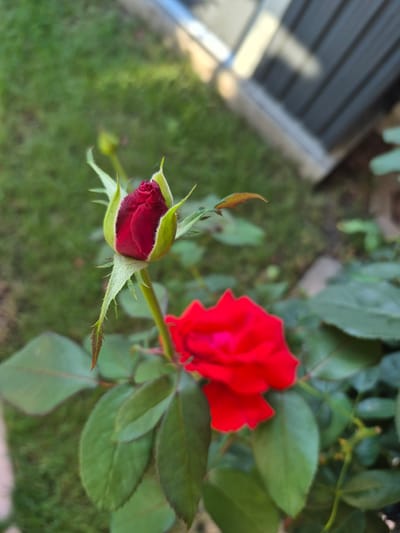This image depicts a close-up view of a rose bush outdoors. In the foreground, a vibrant red rose bud is prominently featured, its petals tightly furled, encased by green sepals. The bud is on a stem with green leaves, some of which show hints of reddish-brown at their tips. Slightly out of focus behind the bud, a fully bloomed red rose is visible, its petals spread open. The background consists of lush green grass, suggesting a garden setting. In the upper right portion of the image, a blurred structure with horizontal dark grey slats and lighter grey framing can be observed, possibly a fence or a building. There are no people or animals visible in the scene. The image is taken in Barbing, Germany.