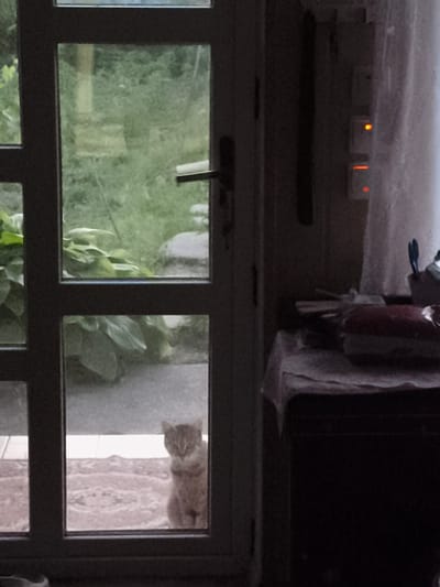 The image depicts a domestic scene through a glass door, likely in a residential setting in Ocnița, Moldova. In the foreground, a tabby cat is visible sitting on a textured surface just outside the door, looking towards the camera. Through the glass panels of the door, glimpses of lush green foliage and a grey stone are discernible in the background, suggesting an outdoor environment. To the right of the door, inside the dwelling, a table is partially visible, draped with a patterned cloth. On the table, several items are stacked, including what appears to be a red-bound book or journal. Further to the right, a light switch with illuminated indicators is mounted on a wall, and a sheer white curtain is also present. The overall lighting suggests it may be evening or overcast conditions.