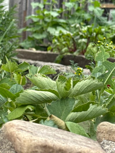 The image depicts a close-up view of a garden bed with lush green vegetation. In the foreground, two large, light-brown rocks are partially visible, one on the left and another on the right, with a gravelly texture. The middle ground is dominated by large, textured green leaves, likely from strawberry plants, with some leaves appearing curled and folded. Behind the strawberry plants, other leafy green plants are visible, some with red stems, suggesting they might be beets or a similar vegetable. In the background, a weathered wooden fence forms a vertical element. Small yellow flowers are scattered among the greenery, indicating the presence of flowering plants. The overall impression is a natural, cultivated outdoor space, likely a home garden in Chuguyevka, Russia. No people or specific actions are discernible in the image.