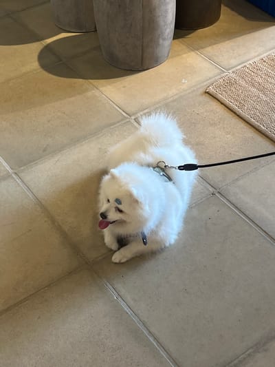 A white, fluffy dog, possibly a Pomeranian or American Eskimo, rests on a tiled floor with its tongue sticking out. It is wearing a leash. Next to the dog are some neutral-colored, round furniture pieces. Part of a beige rug is also visible in the background. The lighting is bright, highlighting the dog's white fur and the texture of the tiles.