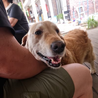 The image shows a golden retriever dog with its mouth open, panting. The dog is positioned in the foreground, partially obscuring the arm and leg of an unseen person. The dog's fur is golden brown, and its eyes are dark. Behind the dog, a person wearing a dark t-shirt and a white mask around their neck is visible, sitting or standing. The environment appears to be outdoors, possibly a patio or deck, with wooden planks visible on the ground and a brick wall in the background. There are also some plants and other objects that are out of focus. The overall lighting suggests it is daytime. The location is identified as Mureungdowon-myeon, South Korea.