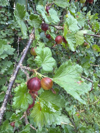 The image shows a close-up view of gooseberry bushes with ripe berries and green leaves. The berries are primarily reddish-purple and some are tinged with yellow. They are clustered on branches alongside the plant's textured, dark bark and serrated green leaves, many of which appear wet. The background is a blur of more foliage and hints of a green fence. The scene appears to be outdoors in a garden setting. The location of Tēraudi, Latvia is not evident from the image itself, but the description pertains to the visual content.
