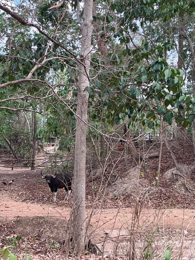 The image shows a gaur standing on a dirt path in a wooded area, likely within the city limits of Suthep, Thailand, given the prompt. The environment consists of trees with varied foliage, some bare branches, and ground covered in leaves. In the distance, a structure, possibly a small building, can be seen through the trees. The gaur is predominantly black with white markings on its legs and head. The path is dirt and runs diagonally through the frame. The image is somewhat obscured by branches and vegetation.