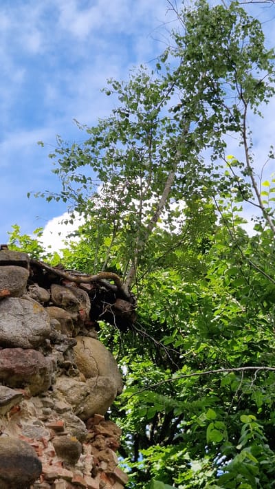 A low-angle, medium shot captures a rustic, weathered stone wall on the left, partially overgrown with moss and ivy, and integrated with some exposed tree roots. The wall is constructed from a mix of large, rounded stones and smaller, irregular rocks, interspersed with visible brickwork fragments, suggesting a ruin or an old structure. Dominating the right side of the frame and extending into the upper portion are lush green trees, their leaves creating a dense canopy. The foliage is vibrant and appears to be in full bloom, with sunlight filtering through the leaves. A bright blue sky with scattered white clouds forms the backdrop. The image evokes a sense of nature reclaiming a man-made structure, with the prominent sky and foliage indicating an outdoor setting during daylight. The specific location in Embūte, Latvia, is not visually evident from the provided image.