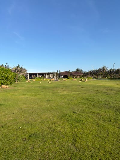 The image shows a well-maintained, expansive lawn with scattered rocks. In the background, a long, open-air building with a white roof and pillars is visible, suggesting it might be a pavilion or a restaurant. Further back, a line of palm trees stretches across the landscape, indicating a tropical or subtropical environment. Another smaller structure with a thatched roof is also present among the trees. The sky is clear and blue. The scene appears to be a resort or recreational area, likely in a location with a warm climate, consistent with Bac Cam Ranh Ward, Vietnam, known for its coastal resorts.