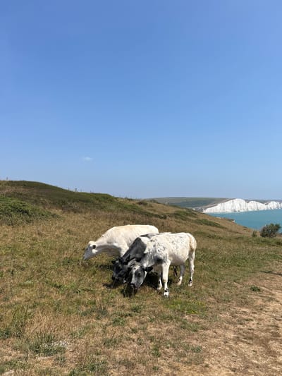 Three cows are grazing on a grassy cliff overlooking the sea on a clear day. The cows are white with black markings. The cliff is covered in dry grass and some low-lying green bushes. In the background, white cliffs stretch along the coastline, meeting the turquoise sea. The sky is a bright, cloudless blue. This scene is consistent with the landscape of Seaford, United Kingdom, known for its dramatic chalk cliffs.