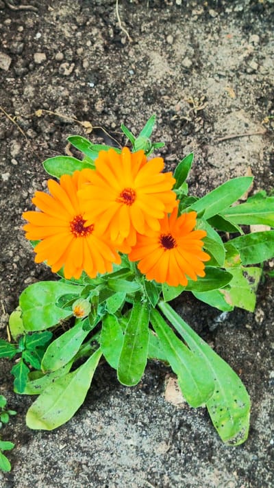 This image depicts a close-up, top-down view of three bright orange calendula flowers with dark reddish-brown centers, growing from a plant with vibrant green leaves. The flowers are arranged in a cluster, with two larger blooms positioned above and to the left of a smaller one. A single unopened bud is also visible on the lower left side of the plant. The flowers and foliage are set against a backdrop of dark, somewhat rough soil, with small pebbles and dry plant debris scattered throughout. The lighting suggests an outdoor setting, possibly in a garden or natural environment. The image does not contain any people or any identifiable landmarks or context that would allow for its specific location within Zvenigorod, Russia, or any other city.