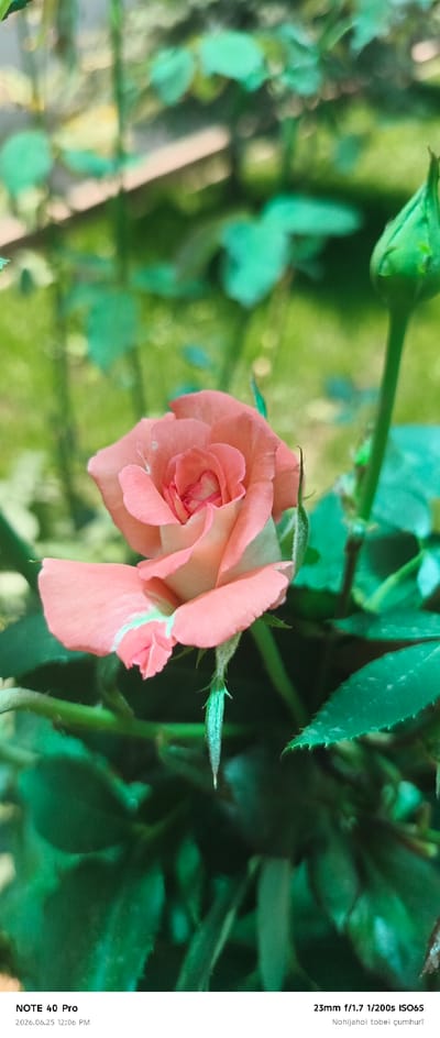 A close-up, vertical shot showcases a blooming pink rose with a green bud beside it. The rose, positioned slightly left of center, displays delicate petals in varying shades of pink and white. Its stem is visible, dotted with thorns. The background is a blur of lush green foliage, suggesting an outdoor garden setting. Text at the bottom indicates the image was captured by "NOTE 40 Pro" on "2026.06.25 12:06 PM" with camera settings "23mm f/1.7 1/200s ISO65". The text "Nohijai tobei çumhuri" is also present, which translates to "Capital City of the Republic" in Tajik. This suggests the photo was taken in the capital city of Tajikistan, which is Dushanbe, not Roghun. Roghun is a city in Tajikistan, but it is not the capital.