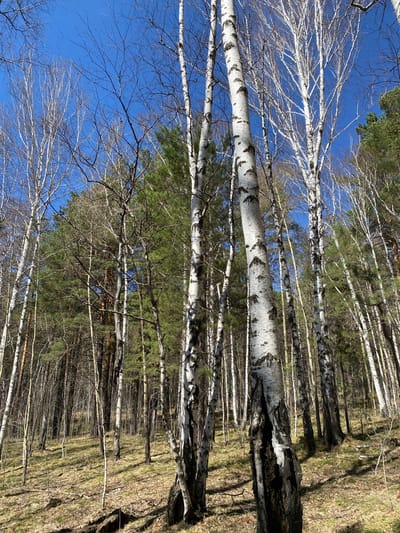 The image depicts a forest scene, likely in the vicinity of Patrony, Russia. Predominantly featuring birch trees with their characteristic white bark and dark markings, the trees are captured from a low angle, with branches reaching towards a bright blue sky. Some of the birch trees have lost their leaves. There are also coniferous trees. The ground is covered with dry leaves and grass.