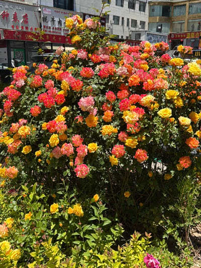 The image features a vibrant rose bush heavily laden with blossoms, serving as the central subject in an urban setting. The roses display a rich mix of colors, predominantly bright yellow, along with striking combinations of pink and red, some appearing bi-colored or multi-toned, transitioning from pink/red to orange/yellow. The bush's lush green foliage fills much of the foreground and midground.
In the background, multi-story urban buildings are visible, characterized by their light-colored facades and numerous windows, suggesting a commercial or residential area. Several signs with Chinese and some Tibetan text are prominently displayed on these buildings. Visible Chinese text includes "专业修名:18059923743" (Professional repair name and phone number), "2000萬年大吉" (a phrase wishing great auspiciousness), "如如家酒店" (Ruru Home Hotel), "兴清饭店" (Xingqing Restaurant), and "湖南小里" (Hunan Xiaoli, likely a business name). Tibetan script reads "ད་ཚོང་ཁང་།" (possibly "Shop") and "གཡག་ཤ་སྐམ་" (possibly "Yak meat"). A QR code is also discernible on one of the signs.
The scene is illuminated by bright sunlight, indicating daytime and clear weather conditions, casting distinct shadows and enhancing the vivid colors of the flowers. No specific human activity is depicted. The overall impression is a cheerful display of nature integrated into an urban environment in Chengguan District, China.