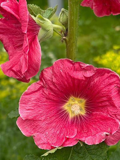 In Novogorbovo, Russia, a close-up, vertical shot focuses on a bright pink hollyhock flower in bloom. The flower, with its deeply veined petals, is the main subject, positioned in the foreground and taking up a significant portion of the frame. A second, partially visible hollyhock bloom and a bud are also present, attached to a thick, green stem that runs vertically through the image. The background is a soft blur of green foliage and hints of yellow, suggesting a garden setting. The lighting is natural, highlighting the delicate texture of the flower petals. There are no people or animals visible in the scene.