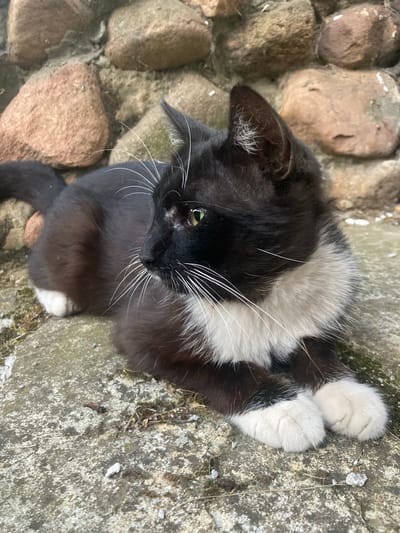 A black and white cat is resting on a stone surface in front of a stone wall. The cat is facing to the left, with its green eyes visible. Its fur is predominantly black with white markings on its chest, paws, and a small patch on its tail. The stone wall behind the cat is made of rough, irregular stones in shades of brown and gray. The ground the cat is lying on is also made of rough, light-colored stone, with some patches of moss and dried vegetation. The scene appears to be outdoors, possibly in a garden or yard. There is no indication of a specific location within Матыкальскі сельскі Савет, Belarus, other than the general description of a rural or semi-rural setting.