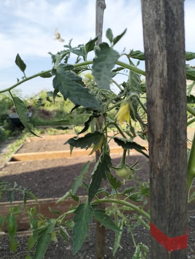 This media file captures a close-up of a tomato plant in what appears to be a garden or farm setting. The plant is green and leafy, with a few yellow blossoms and one small, green tomato visible. A wooden stake, likely used for support, is prominent in the foreground, with a band of red tape wrapped around its lower portion. In the background, more garden beds with dark soil are visible, suggesting an active planting area. The sky above is blue with some clouds, and a faint, out-of-focus image of a bird in flight is present in the upper left quadrant. The lighting suggests it is daytime, likely in the late morning or early afternoon, with a soft, natural light. The scene conveys a sense of nature and growth, typical of an agricultural or horticultural environment. There is no visible text in the media file. The location context provided is Makinsk, Kazakhstan, which implies the scene is set in this region.