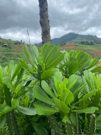 This image captures a landscape scene in Pung Luong, Vietnam, under an overcast sky. The foreground is dominated by dense, vibrant green foliage of a plant resembling a succulent or euphorbia, characterized by thick, paddle-shaped leaves and visible thorny stems. Some leaves exhibit small water droplets. A dark tree trunk is partially visible vertically on the right side, obscured by the foreground plant. In the midground, rolling hills are evident, featuring agricultural terraces. Some terraces are lush green, while others display reddish-brown earth. Several small, rustic wooden structures, possibly dwellings or sheds, are sparsely distributed across these hills. The background consists of darker green mountains fading into the cloudy atmosphere. The sky is heavily overcast with dense, grey clouds, indicating a cloudy weather condition. No human figures are present in the frame.