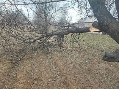 A fallen tree branch with bare twigs sprawls across a dry, grassy area. The cut end of the branch is visible, attached to the main trunk. A few houses appear in the background, partially obscured by other trees. The ground is covered in brown grass and leaf debris, with a few small pieces of blue debris. The sky is overcast.