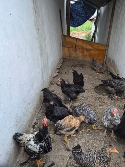A flock of chickens are gathered in a coop with a concrete floor and dirt ground. The chickens are of various breeds and colors, including black, white, and speckled. Some are pecking at the ground, while others are drinking from a water dish. The coop appears to be an outdoor enclosure, with a view of green vegetation and a fence in the background. The lighting suggests it is daytime. The scene is likely in a rural or agricultural setting in Қанабек, Kazakhstan.