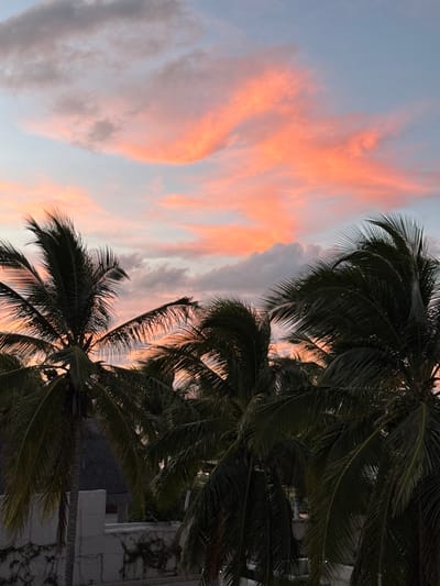 A vibrant sunset sky features streaks of pink and orange clouds, contrasted by gray patches. Palm trees occupy the foreground, their fronds silhouetted against the colorful sky. A white building with trailing vines is partially visible on the right edge. The image appears to be taken from a low angle, looking up towards the sky and palm trees.
