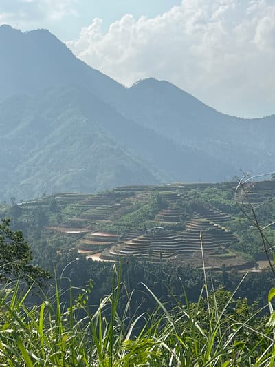 This image captures a breathtaking mountainous landscape in Thông Nguyên Commune, Vietnam, characterized by extensive terraced fields. In the immediate foreground on the right, vibrant green plants, possibly tall grasses or reeds, partially obscure the view, adding depth to the scene. The central focus is a steep mountain slope meticulously sculpted into numerous rice terraces. These terraces appear as distinct, curving horizontal bands, showcasing a mix of lush green vegetation (likely growing rice) and lighter brown or tan earth, indicating different stages of cultivation or soil preparation. Scattered trees and shrubs are also visible among the terraces and on less cultivated parts of the slope.

Behind the terraced mountain, layers of distant, hazy mountains recede into the background, appearing in soft blue and grey tones due to atmospheric perspective. The sky above the far mountains is partly cloudy, with scattered white clouds against a lighter blue backdrop. The scene is illuminated by daylight, suggesting a clear and bright day. The image primarily depicts a natural and agricultural landscape; no people or visible text are present. The terracing signifies intensive human cultivation and the unique agricultural practices common in this mountainous region of Vietnam.