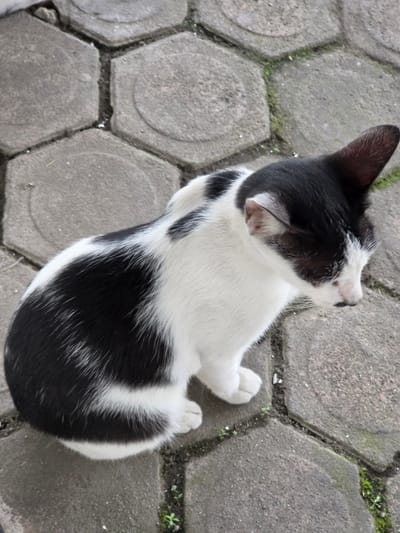 A black and white cat is lying on a paved ground, its body curled up. The paving stones are hexagonal and have moss growing in the cracks. The cat's fur is short and fluffy. Its head is tilted back, and its eyes are closed. The cat appears to be relaxed and content. The lighting suggests it is daytime, and the presence of moss implies a humid environment. The scene is outdoors in what appears to be a walkway or courtyard. There is no visible text in the image.