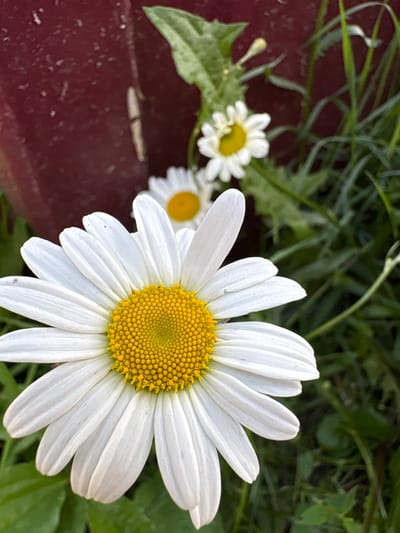 The image depicts a close-up view of several daisies in a garden setting. In the foreground, a large daisy with white petals and a yellow center is prominently featured, taking up a significant portion of the frame. The petals are detailed and appear slightly ruffled. Behind it, two smaller daisies are visible, one slightly out of focus. The background consists of green grass and foliage, with a dark, reddish-brown object to the left, possibly a wall or planter. The lighting suggests it is daytime. The image does not contain any information about the location in the city of Ветлужский, Russia. There are no people, actions, or interactions captured in this scene.