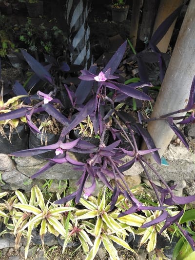 The image depicts an outdoor garden scene in El Rincón de Monagas, Venezuela. The primary subject is a cluster of *Tradescantia pallida* 'Purpurea' (Purple Heart plant) with dark purple, elongated leaves and small, three-petaled pink flowers. At least four distinct flowers are visible on trailing stems. Below this plant, several smaller plants with green and yellow variegated leaves, possibly a type of Bromeliad, are visible, many contained within black plastic nursery bags. The ground consists of soil, with irregular grey stones and patches of green grass or weeds. In the background on the left, a vertical post with black and white diagonal stripes is visible, alongside other potted plants in a darker area. On the right background, a light-colored, cylindrical post extends vertically. No individuals are present in the scene.