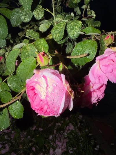 This is a close-up, low-angle shot of a pink rose bush at night, with water droplets on the petals and leaves, suggesting recent rain or dew. The focus is on the rose blooms and foliage, with the background being dark and out of focus, hinting at an outdoor setting, possibly a garden. The lighting is artificial, likely from a flashlight or lamp, creating a dramatic effect on the dew-covered flowers. Two main pink roses are visible, one in sharp focus with numerous water droplets on its delicate petals, and another slightly less focused bloom behind it. A rosebud, with pink petals peeking from a green calyx, is also present, adding to the theme of natural beauty. The leaves are lush green, some with a variegated pattern of lighter green or yellowish spots. The overall mood is serene and romantic, highlighting the delicate beauty of the roses in the quiet of the night. There is no visible text in the image.