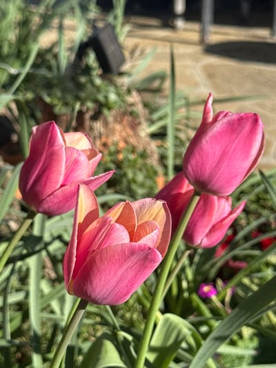 The image presents a close-up view of several vibrant pink tulips, captured in bright natural light within a garden setting. Four prominent tulips are visible, with varying degrees of openness. The tulip in the foreground on the right side is partially open, showcasing delicate inner petals that transition from a soft yellow to an orange-pink hue, while its outer petals maintain a rich fuchsia color. Another tulip in the lower center also appears to be unfurling, revealing similar warm tones within its structure. The two tulips towards the upper left are more tightly closed, displaying a uniform, deep pink color on their petals.
The background is softly blurred, providing a gentle contrast that emphasizes the sharp detail of the tulips. It is composed primarily of lush green foliage, resembling various leaves and grass-like plants, suggesting a thriving garden. Hints of other plant life, including a small, blurred purple flower and some red elements, are discernible deeper within the verdant backdrop. On the far left, a blurred light brown or beige wall or structure is visible, alongside a dark, indistinct object, possibly a planter or garden fixture.
The scene is bathed in bright sunlight, indicating a clear, sunny daytime. This illumination highlights the textures of the petals and intensifies their colors, creating a cheerful and serene atmosphere. There is no visible text in the image. This idyllic garden moment is situated in Mechkarevo, Bulgaria.