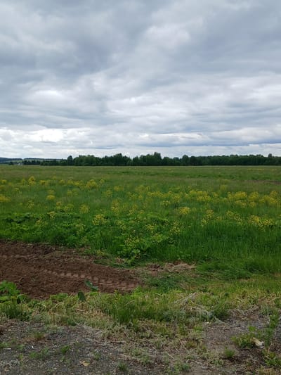 The image depicts a wide, open field with a line of trees in the distance. The sky is overcast with thick, grey clouds. The field is covered in lush green grass, with patches of small yellow flowers scattered throughout. In the foreground, there is a strip of tilled, dark brown soil, suggesting a recently cultivated area. The ground immediately in front of the field is covered with gravel and sparse vegetation. The scene appears to be a rural landscape, possibly on the outskirts of Ustinovo, Russia. No people or specific structures are visible.