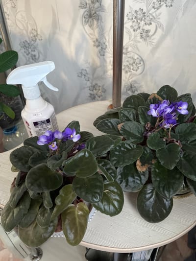 Two African violet plants are displayed on a round, light-colored wooden table. One plant is positioned at the top right, with vibrant purple flowers and dark green, velvety leaves. Some of the leaves show signs of browning at the edges. Below it, the second African violet plant is partially visible, also with dark green leaves and a few delicate purple blossoms.
A white spray bottle lies horizontally in front of the plants, with its nozzle pointing left. Text is visible on the bottle, including Cyrillic script which appears to be a product label. The background features a light-colored fabric with a subtle floral pattern, possibly a tablecloth or curtain. A metal rod runs horizontally across the left side of the image, in front of the patterned fabric. The lighting suggests an indoor setting. The image is oriented vertically, with the top of the plants towards the right. The overall impression is one of a domestic scene, possibly a windowsill or a table where plants are being cared for.