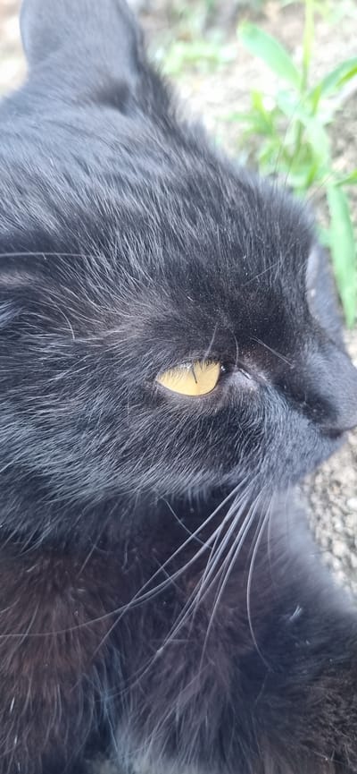 The image is a close-up, overhead shot of a black cat's head. The cat's left eye, a bright yellow, is partially visible, with its pupil appearing as a vertical slit. The cat's fur is dark and appears somewhat disheveled, with several white whiskers fanning out from its face. The background is softly blurred, showing hints of green vegetation and a textured, grayish surface, possibly concrete or stone. The lighting suggests it could be daytime, with natural light illuminating the scene. The cat's relaxed posture and partially closed eye give an impression of calmness or drowsiness. There is no visible text in the image. The location context is Blizhnee, Ukraine.