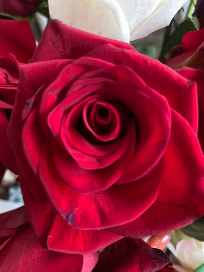 A close-up, overhead shot of a deep red rose is the central focus. The petals are tightly curled, forming a spiral shape towards the center. The texture of the velvety petals is visible, with subtle variations in color and some small, dark spots. In the background, out of focus, are hints of white and green, suggesting other flowers or foliage. The lighting is soft, highlighting the rich red of the rose. There is no visible indication of a specific location within the city of Les Cèdres, Canada, or any people, actions, or interactions. The image is solely a still life of the flower.