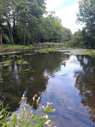 The image depicts a tranquil natural scene in Konstancin-Jeziorna, Poland. A calm body of water, likely a river or pond, dominates the foreground and middle ground. The water is dark and reflects the sky and surrounding greenery. Several aquatic plants, including lily pads and long, slender green reeds, are visible floating on the surface and submerged. In the middle of the water, a single duck swims, facing towards the right. The background is filled with dense foliage, consisting of tall trees with lush green leaves and some reeds along the bank. The sky above is partly cloudy, with patches of blue and white. In the immediate foreground, out of focus, are some small white wildflowers with green leaves, suggesting the photo was taken from the bank of the water body. The overall impression is one of a peaceful, natural environment.
