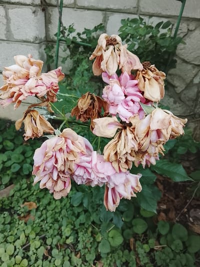 A cluster of wilting pink roses hangs from a green vine against a textured gray brick wall. The roses show signs of decay, with some petals dried and brown, while others retain a soft pink hue. Lush green foliage surrounds the base of the plant, and the ground is covered with small, heart-shaped green leaves and scattered dry brown leaves. A thin green metal support structure is visible behind the roses. The overall scene suggests an outdoor setting, possibly a garden or yard, with the characteristic brickwork and greenery found in Codru, Moldova. There are no people or animals present in the image.