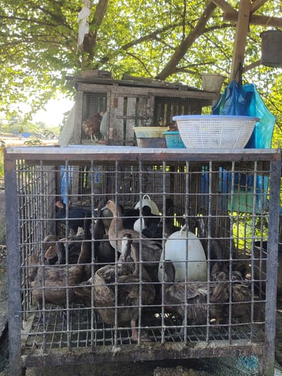 In Dayahbaro, Indonesia, a rustic outdoor enclosure contains several ducks and at least one chicken, penned within a metal cage. The cage is situated beneath a tree with dense green foliage, casting dappled sunlight. Above the cage, a wooden structure houses a chicken in a smaller cage, and several buckets and a blue tarp are visible. The metal cage itself appears aged and weathered, with a concrete base. The ducks, in various shades of brown and black, are clustered together, some appearing to rest while others stand. A single black chicken with a red comb is clearly visible within the main cage. The background shows hints of other structures and vegetation, suggesting a rural or semi-rural setting.