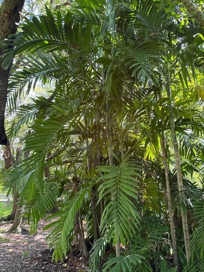 The image depicts a dense, sun-dappled canopy of palm fronds and bamboo stalks. The fronds are a vibrant green, with some leaves showing lighter green or even yellowish-green variegation. Sunlight filters through the leaves, creating a mosaic of light and shadow. Several thick, segmented bamboo culms are visible, some supporting the fronds and others running horizontally as if part of a structure or natural growth.
The scene is one of lush, tropical vegetation. The ground below is covered in dry leaves and some fallen branches, suggesting a natural or semi-wild outdoor environment. A large tree trunk with rough bark is visible in the lower left and lower right of the frame, indicating the presence of other mature trees in the vicinity. In the background, hints of blue sky and more distant foliage suggest an open area beyond the dense planting.
The image evokes a feeling of tranquility and natural beauty. The time of day appears to be daytime, with the quality of light suggesting it could be late morning or early afternoon, given the bright highlights and strong shadows. The weather seems fair and sunny. There is no visible text in the image. The location context of Fort Lauderdale, Florida, USA, aligns with the presence of tropical plants like palm trees and bamboo. There are no people or specific objects other than the natural elements.
