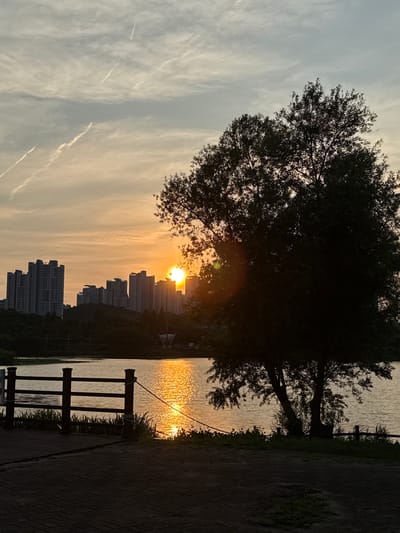 This media file depicts a scenic view at sunset in Ansan, South Korea. The primary subjects are a large tree silhouetted against the sky, a body of water reflecting the warm hues of the setting sun, and a distant cityscape. The scene is framed by a paved walkway and a wooden railing in the foreground.

The time of day is clearly sunset, as indicated by the low angle of the sun, the golden light illuminating the water, and the warm colors in the sky. The weather appears clear with some wispy clouds, possibly contrails from aircraft. The location is implied to be a park or waterfront area adjacent to a densely populated urban environment, given the presence of the cityscape in the background.

Notable details include the vibrant orange and yellow reflection of the sun on the water's surface, creating a shimmering effect. The silhouette of the tree is prominent, with its branches reaching towards the sky. The cityscape consists of numerous apartment buildings, suggesting a residential area. The wooden railing and paved path indicate a public space, likely designed for leisure and recreation. The overall mood conveyed is one of tranquility and beauty, characteristic of a peaceful sunset. There is no visible text in the image.