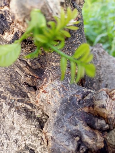 The image captures a close-up, shallow depth-of-field view of tree bark and a young plant shoot. The bark is rough and textured with a dark gray and brown color palette, showing deep crevices and raised areas. A vibrant green sprig with small leaves emerges from the top left of the frame, its details slightly blurred due to the focus. The background is a soft, out-of-focus blur of green foliage, suggesting an outdoor environment. The image does not depict any specific location within Zinna, Nigeria, nor does it show any people, actions, or interactions.
