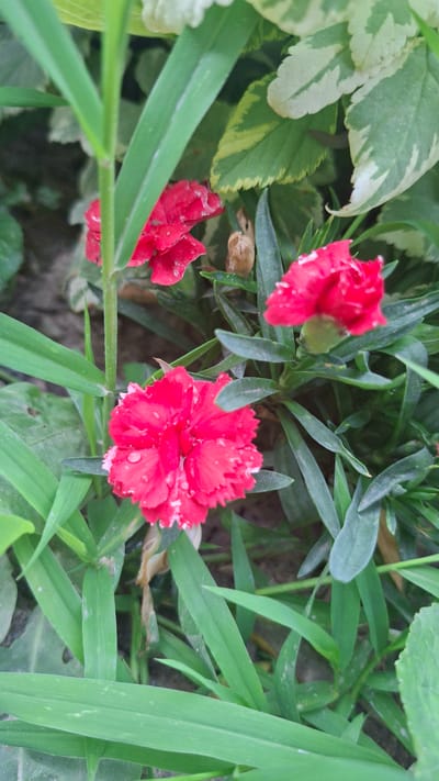 The image depicts a close-up view of three vibrant red carnation flowers nestled amongst lush green foliage. The flowers, with their ruffled petals, appear to be slightly damp, with tiny water droplets visible on their surfaces. Green grass blades are in the foreground, some of which are blurred due to the shallow depth of field. In the background, variegated green and white leaves add a contrasting texture. The overall scene suggests a garden setting, possibly in the city of Gazalkent, Uzbekistan, where these flowers are cultivated. There are no people or animals present in the image.
