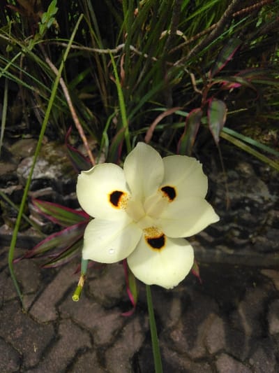 A close-up, high-angle photograph taken in Ba Nwet Kone, Myanmar, depicts a single cream-colored *Dietes bicolor* flower, commonly known as Fortnight Lily or African Iris, positioned centrally. The flower displays six petals; three prominent, larger outer petals are pale yellow, each featuring a distinct dark brown-black blotch with a central orange-yellow streak near its base. A small, clear water droplet is visible on the lower-left large petal. The flower is supported by a slender green stem, which extends downwards. The background, largely out of focus, consists of dense green foliage, including long, grass-like leaves and other plants exhibiting reddish-purple hues. The lower foreground shows a dark gray paved surface composed of interlocking or irregularly shaped pavers. No individuals or actions are present.