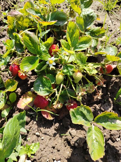 This is a close-up, eye-level, outdoor, natural light photograph of a strawberry plant in the soil. The plant has multiple green leaves, some with reddish edges, and several strawberries in various stages of ripeness. There are ripe red strawberries and unripe green ones visible. A single small white flower with yellow stamens is also present. The ground is composed of dark brown soil with some small stones and sparse green grass growing in the background. The scene appears to be in a garden or field. The location is specified as Veracieliškaŭski sel'ski Savet, Belarus.
