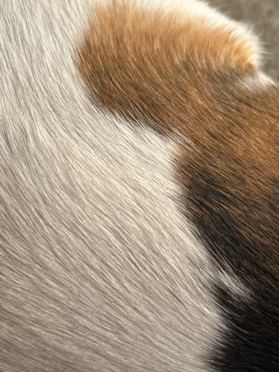 The image is a close-up, abstract view of animal fur. The fur is multi-colored, featuring patches of white, brown, and black. The texture is soft and appears to be long. The lighting suggests an outdoor environment, possibly in Krumovo, Bulgaria, due to the natural light and the context provided. There are no people, specific objects, or discernible actions visible. The focus is entirely on the intricate patterns and textures of the fur.