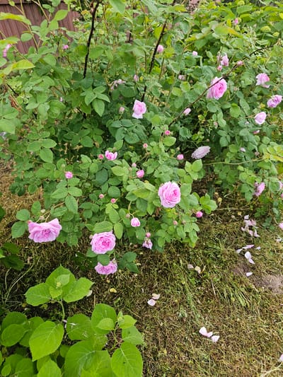In Chukholovo, Russia, a rose bush with numerous pink blooms and green leaves is captured in a garden setting. The bush is dense with many unopened buds and fully bloomed flowers. Fallen petals are scattered on the grassy ground beneath the bush, with some visible on the grass and soil. In the foreground, the large, vibrant green leaves of another plant, possibly a hydrangea, are prominent. The background features a wooden fence. The scene appears to be a natural, outdoor environment, likely a residential garden. There are no people or animals visible in the image.