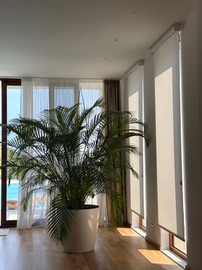 A large potted palm tree with lush green fronds stands in a bright room with wooden floors. The tree is in a white ceramic pot. Sunlight streams through sheer white curtains on the left, revealing a glimpse of a swimming pool and an inflatable donut outside. On the right, white roller blinds are partially lowered, casting geometric shadows on the wall and floor. A dark brown curtain is visible behind the palm tree on the left. The scene suggests a modern interior in a location with ample natural light, possibly a home or hotel. The city of Krimovice, Montenegro is not explicitly depicted or identifiable in the image.