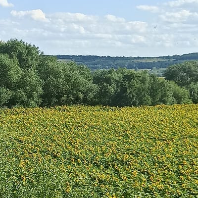 The image depicts a vast field of sunflowers in the foreground, stretching towards the horizon. The sunflowers, with their yellow petals and dark centers, cover the majority of the frame, creating a vibrant tapestry of color. Behind the sunflower field, a dense line of lush green trees forms a natural barrier, their leaves a rich, deep green. Beyond the trees, a rolling landscape of hills and valleys can be seen, receding into the distance under a bright blue sky dotted with fluffy white clouds. The overall impression is one of natural beauty and rural tranquility. This scene is likely located in the countryside surrounding Gara, Romania, a region known for its agricultural landscapes.