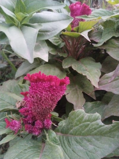 A close-up, low-angle, natural light photograph features a vibrantly colored, crested cockscomb flower in the foreground, set against a backdrop of lush green leaves. The flower, a deep fuchsia, is textured and appears to be in full bloom, with smaller, similar-colored florets emerging from its base. The leaves are broad, veined, and have a slightly fuzzy texture, with some showing a purplish hue along their stems. The background is a mix of darker green foliage and hints of brown earth, suggesting an outdoor garden setting. The image is focused on the flower and its immediate surroundings, with a shallow depth of field blurring the background elements.