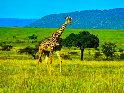 A giraffe stands in a grassy savanna with a blue sky and rolling hills in the background. The giraffe is brown and yellow with distinctive spots. There are several trees scattered across the landscape, and the grass is tall and green. The image appears to be a photograph of wildlife in its natural habitat. This image is not located in Gorzow, Poland, as the scene depicts an African savanna, not a Polish cityscape.