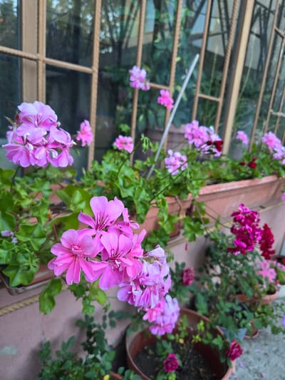 The image shows a close-up, slightly angled view of pink and magenta geraniums in terracotta pots, situated outside a window with a metal security grate. The window is partially visible, with some greenery and reflections of trees in the background. The overall setting suggests an outdoor urban environment. The geraniums are in bloom, with clusters of delicate pink flowers in the foreground and a bush of darker magenta flowers further back. The pots are placed on a ledge or sill, with some lower pots also visible at the bottom of the frame. The wall behind the pots is a muted pinkish-brown color, and the ground appears to be a concrete surface. There are no people visible in the image. The lighting suggests it is daytime, possibly late afternoon or early morning due to the soft light and some shadows. The location is identified as Marinka, Bulgaria.